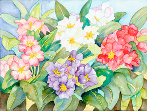 Primulas